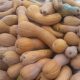 Продавам семе за тикви